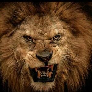 Meet your Posher, Don